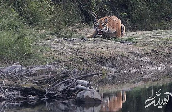تصاویر منتخب حیات وحش در یک هفته تصاویر منتخب حیات وحش در یک هفته